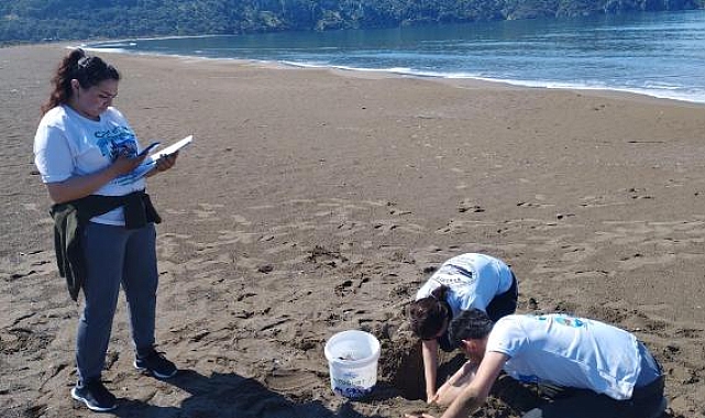 Dalyan'da sezonun ilk caretta caretta yuvası belirlendi