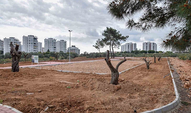 Kepez Çankaya'ya zeytin temalı park