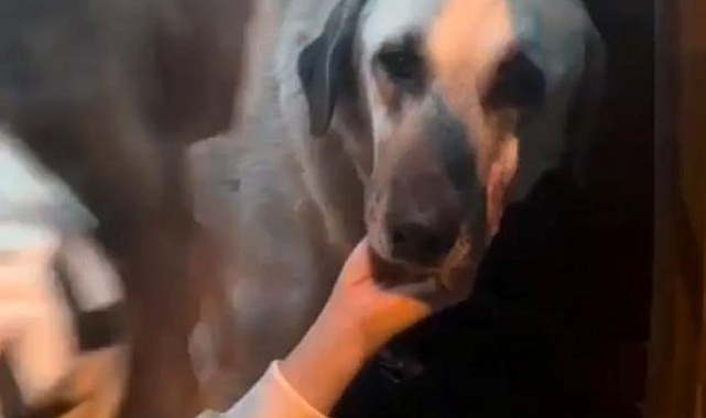 Servis şoförünün cinsel saldırıyla suçlandığı 'Cesur' köpek bulundu