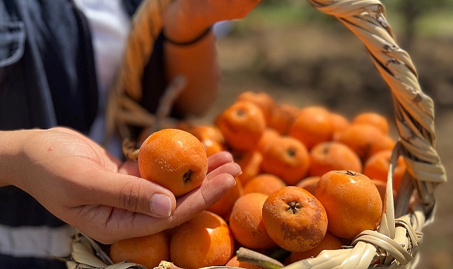 2 ton yenidünya meyvesi hasadı gerçekleştirildi