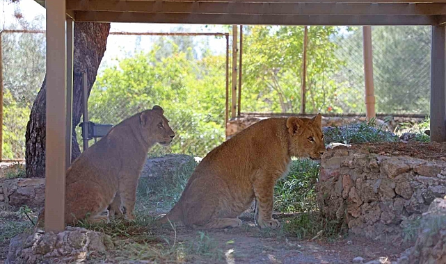 Antalya hayvanat bahçesinde dünyaya gelen 9 aylık iki yavru aslan 'Zeus ile Hera' aileye katıldı