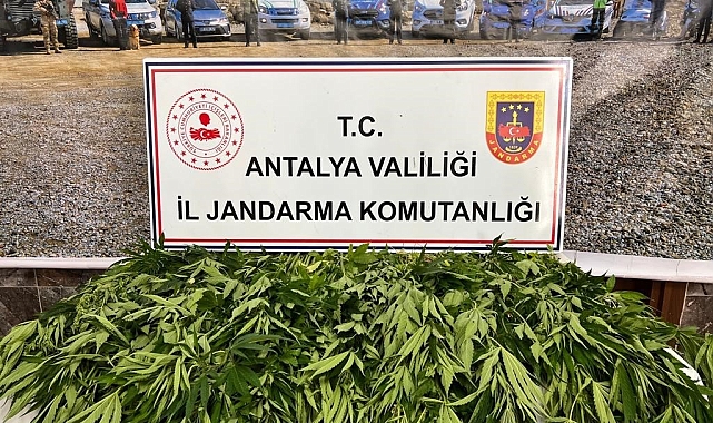 Antalya'da 268 kök kenevir ele geçirildi