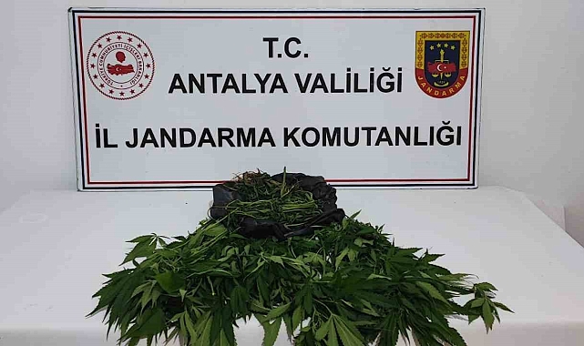 Antalya'da 92 kök hint keneviri ele geçirildi