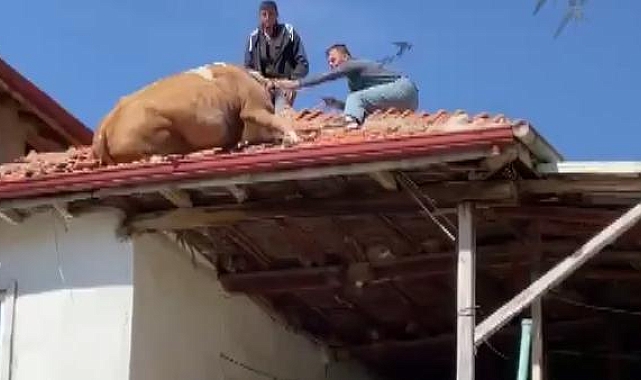 Çatıya çıkan inek imece usulü kurtarıldı