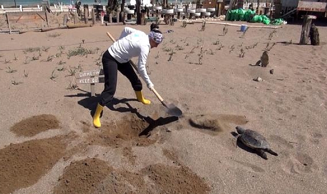 'Deniz kaplumbağaları balık ağları nedeniyle ölüyor'