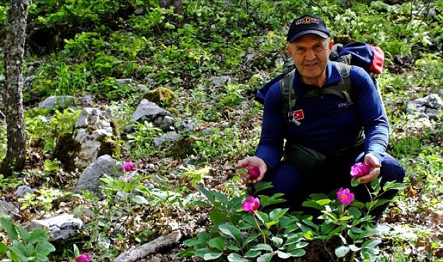 Eğirdir'de şakayıklar açtı