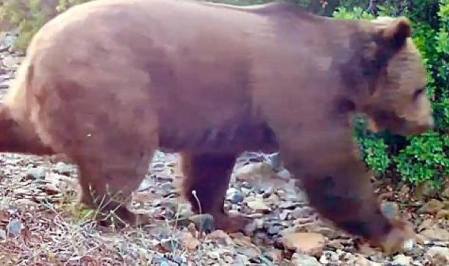 Marmaris'te yangının ardından yeşeren ormanda, bozayı fotokapanla görüntülendi