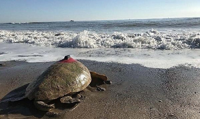 Takip cihazlı 'Türkiye 100' isimli caretta caretta denizle buluştu