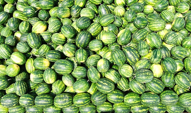 Tescilli Adana karpuzu hasat için gün sayıyor