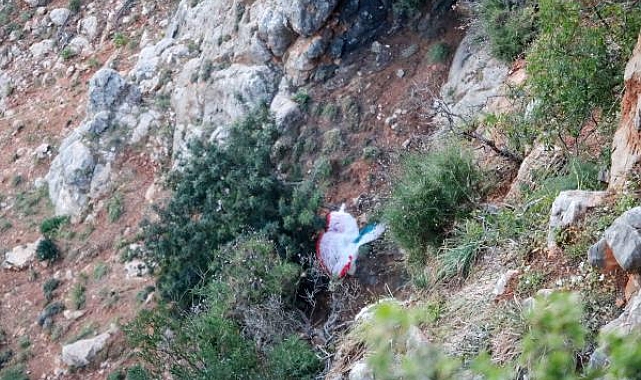 Yamaç paraşütüyle kayalıklara çakılan turist, 10 saatte kurtarıldı