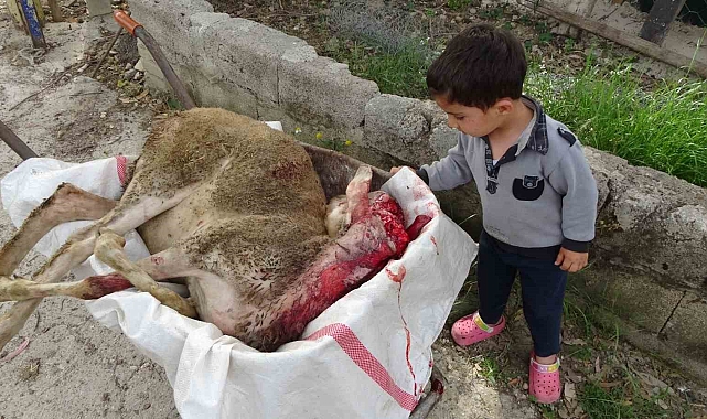 Yine pitbull dehşeti ! Başıboş pitbullar koyun ağılına saldırdı