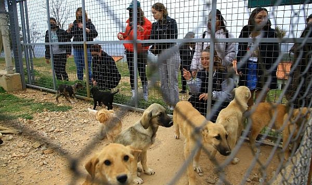 2 bin 935 sokak hayvanı yeni yuvasına kavuştu
