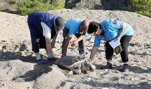 3 gönüllünün çeyrek asırlık caretta caretta mesaisi