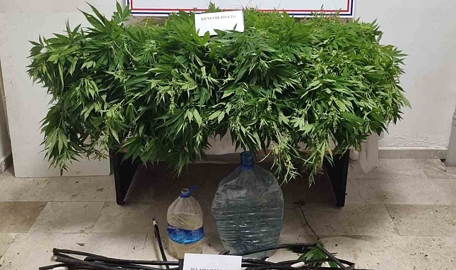 Antalya'da 2 bin 535 kök kenevir ele geçirildi
