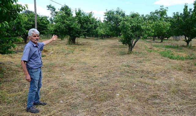 Antalya'da aşırı yağmur kirazı dalında bıraktı