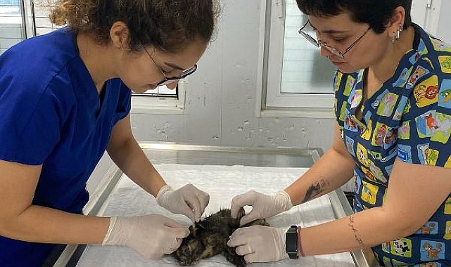 Bodrum'da otomobil çarpan kedi tedaviye alındı