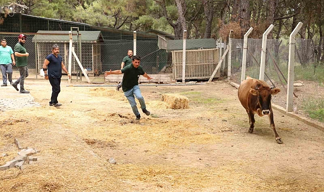 Büyükşehir Kurban Bayramı'na hazır