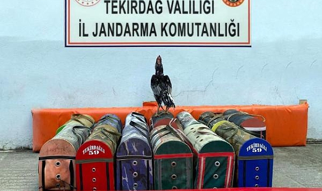 Çiftlikte horoz dövüştürenlere 20 bin lira ceza
