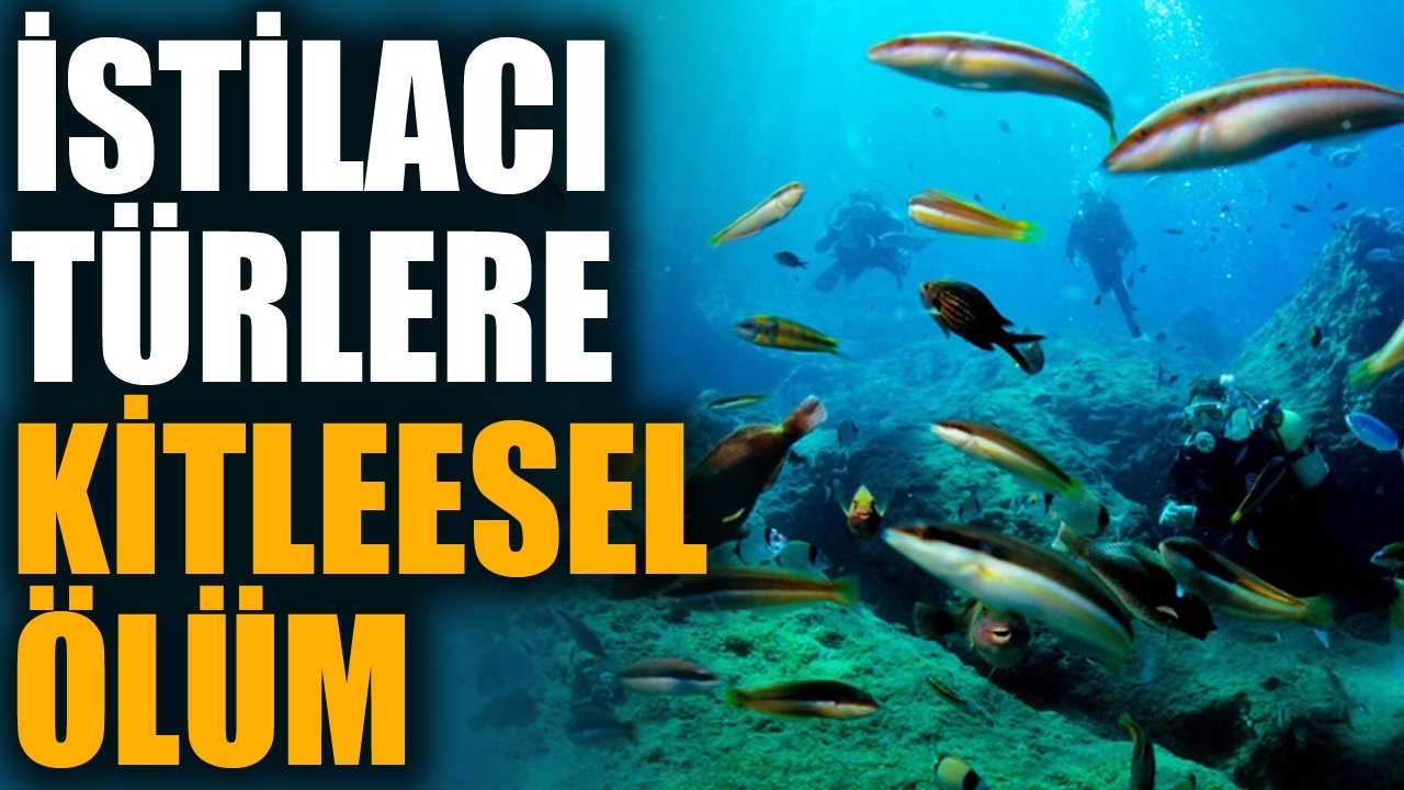 Doğu Akdeniz'de istilacı deniz kestanelerinde kitlesel ölüm