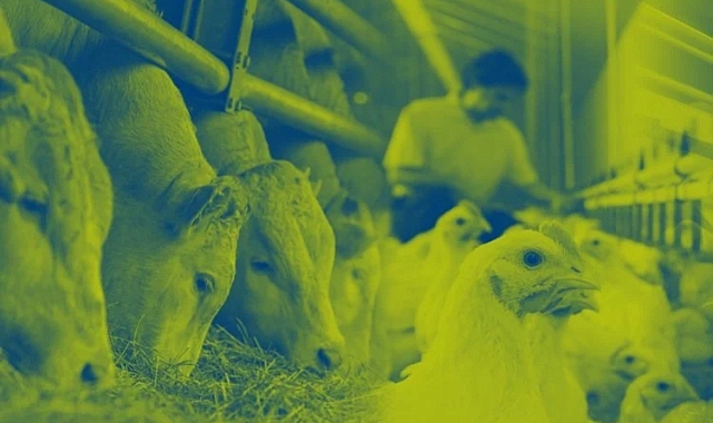 Hayvan besleme rapor yayınlandı