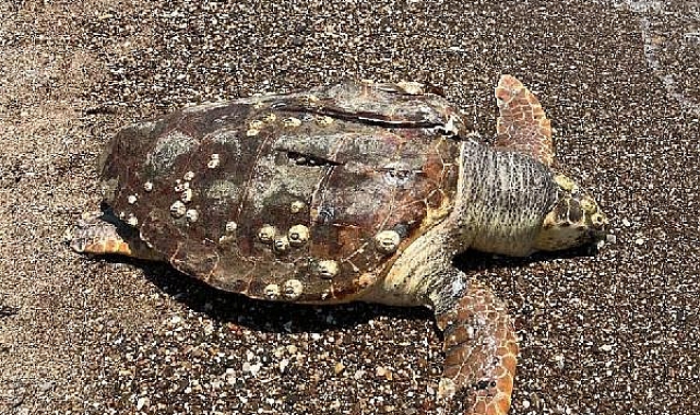 Hız teknesinin çarptığı caretta caretta öldü !
