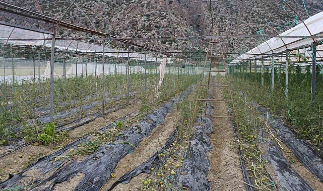 Hortum ve dolunun vurduğu üreticiye sera naylonu desteği