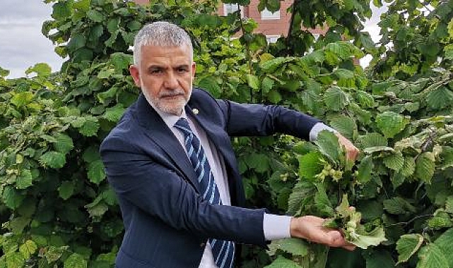 İki aydır yağışların etkili olduğu Karadeniz'de fındıkta 'külleme hastalığı'