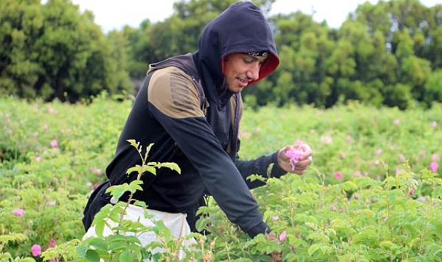 Isparta gülünde yağış yağ kalitesini artırdı, don rekolteyi düşürdü