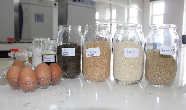 Kenevir küspesinden elde edilen tavuk yemi, yumurta kalitesini artırıyor