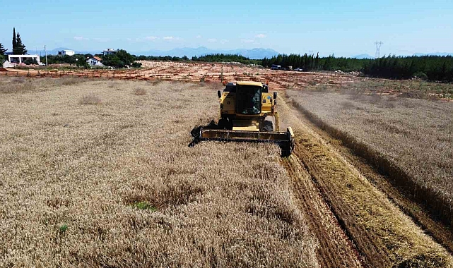 Kepez'in buğday tarlalarında hasat sevinci