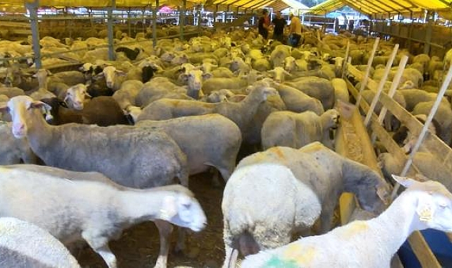 Kurban pazarında alıcıların son gün umudu