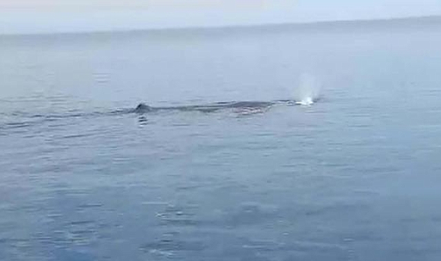 Tekne turunda balina görüntülediler