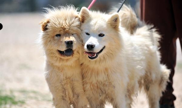 Terk edilen farklı cins 20 evcil köpeğe yuva aranıyor