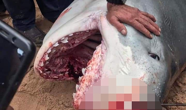 Turisti öldüren köpek balığı için ürperten yorum: "İlk vakası olmayabilir"
