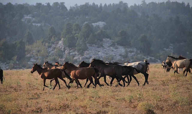 Yılkı atlarının Toroslar'ın yeşil çayırlarında görsel şöleni
