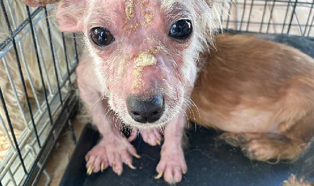 16 köpek, kapatılan üretim çiftliğinde ölüme terk edildi