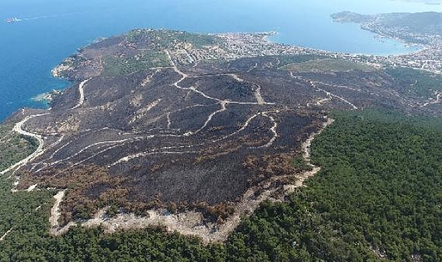 20 günde 295 orman yangını çıktı; 3 bin 160 hektar alan zarar gördü