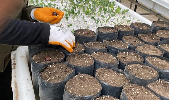 766 yaşındaki anıt ağaçtan yeni fidanlar