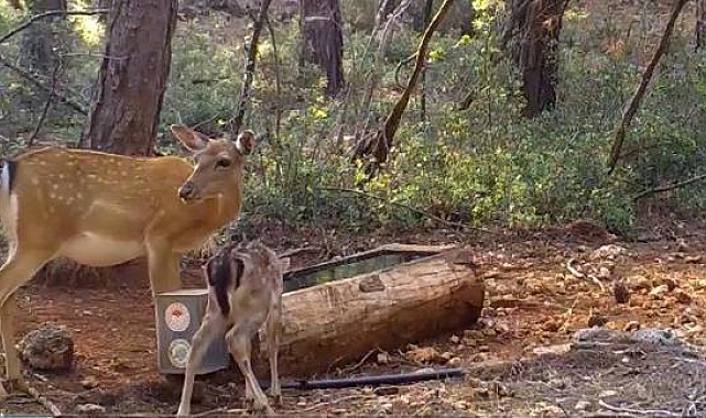 Alageyik ve yavrusu, su içerken fotokapana yakalandı