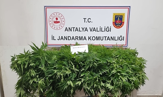 Antalya'da 248 kök kenevir bitkisinin ve 33 gram kubar esrar maddesi ele geçirildi
