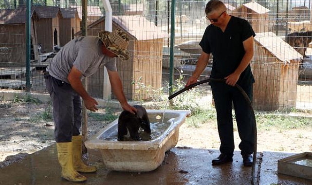 Aşırı sıcaklardan bunalan köpekler, barınaktaki banyo küvetlerinde serinliyor