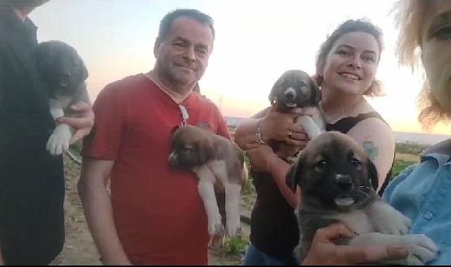 Av tüfeğiyle öldürülen sokak köpeğinin 4 yavrusu sahiplendirilecek