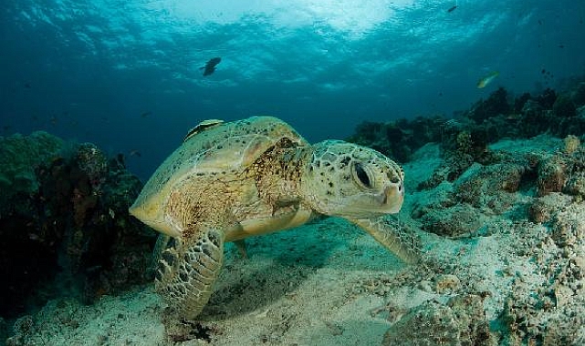  Avlanması yasak hayvanlara zarar verene rekor cezalar