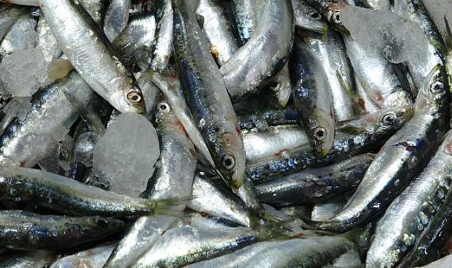 Çanakkale'de 'mangal söndüren' zamanındaki sardalya tezgahlarda