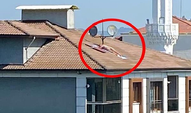 Çatıda çıplak halde güneşlenen, apartmanın sahibi çıktı; 617 TL ceza uygulandı