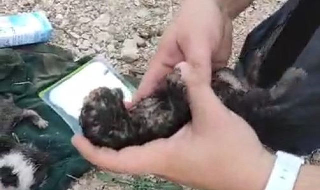 Dumandan etkilenen yavru kediyi kalp masajı ve suni teneffüsle hayata döndürdü