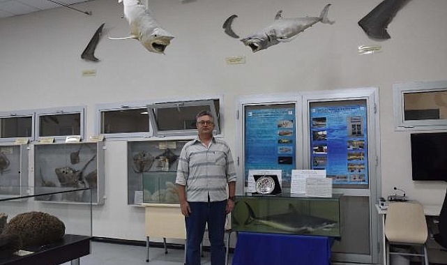 'Ege ve Akdeniz'de köpek balığında artış yok; aksine popülasyonu düşüyor'