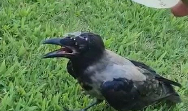 El Nino sıcakları hayvanları da etkiledi, imdatlarına vatandaşlar yetişti