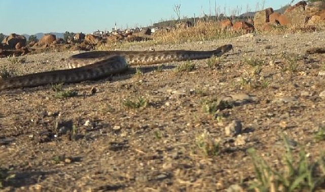 Havalar ısındı yılanlar ortaya çıktı, veteriner uyardı: Gıda kokusunu alan yılan eve girer !