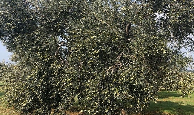 İklim krizi zeytin hasadını vurdu
